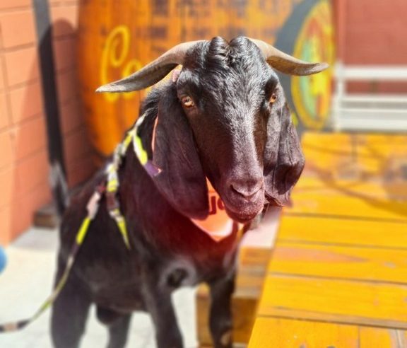 BODE AQUILES, RESGATADO POR MAUS TRATOS, COMEMORA ANIVERSÁRIO COM FESTA ESPECIAL NA CERVEJARIA MADALENA