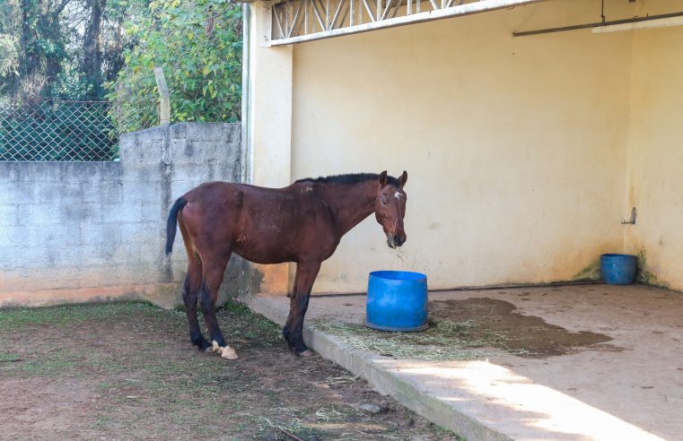 CENTRO DE CONTROLE DE ZOONOSES DE SÃO BERNARDO PROMOVE ÚLTIMA FEIRA DE ADOÇÃO DE 2022