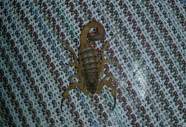 ESCORPIÕES REPRESENTAM RISCOS À SAÚDE HUMANA E ANIMAL. CONHEÇA HÁBITOS SIMPLES QUE PODEM AJUDAR NA PREVENÇÃO E EVITAR ACIDENTES