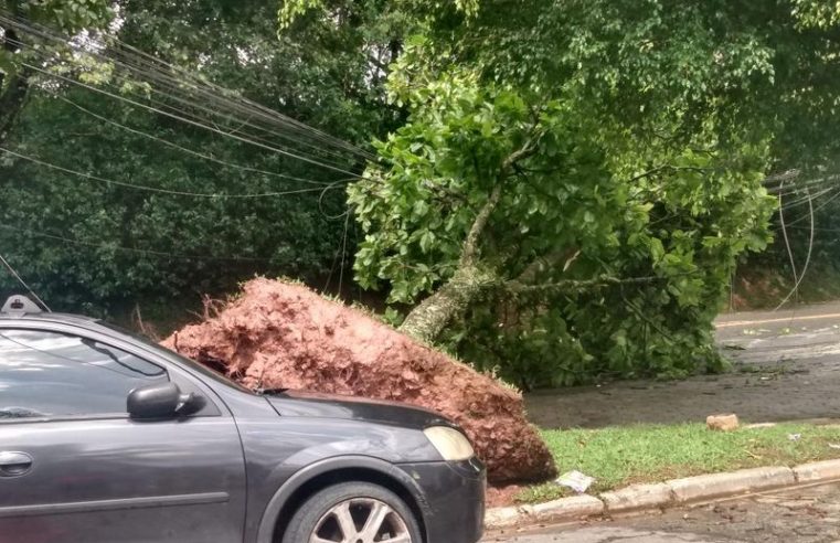 FORTES CHUVAS PROVOCAM QUEDA DE ÁRVORES NO PARQUE BANDEIRANTES: MORADOR REGISTRA ESTRAGOS