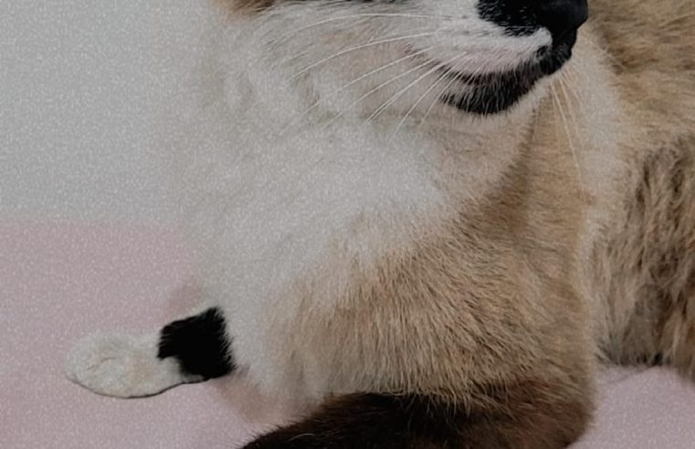 TUTORA BUSCA GATO QUE FUGIU NO BAIRRO DOS CASA