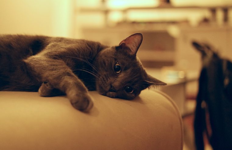 NOVA LEI OBRIGA VETERINÁRIOS A DENUNCIAREM CASOS DE MAUS-TRATOS CONTRA ANIMAIS