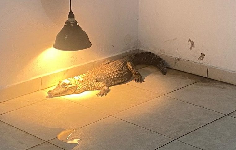 POLÍCIA RESGATA JACARÉ E OUTROS 85 ANIMAIS SILVESTRES DE CATIVEIRO ILEGAL NA CAPITAL