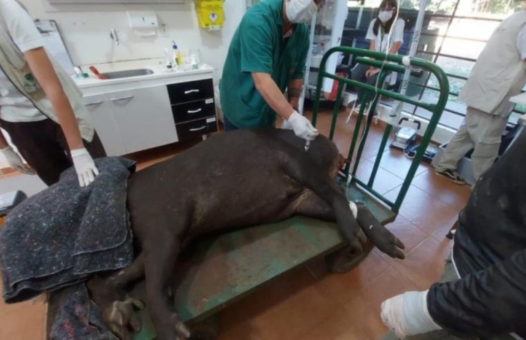 ANTA ATROPELADA EM RODOVIA DE SÃO BERNARDO É RESGATADA