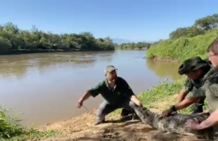 JACARÉ-DE-PAPO-AMARELO É DEVOLVIDO À NATUREZA EM GUARATINGUETÁ