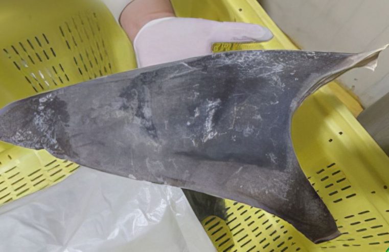 IBAMA APREENDE 28,7 TONELADAS DE BARBATANAS DE TUBARÃO, INDICANDO A MORTE DE 10 MIL ANIMAIS