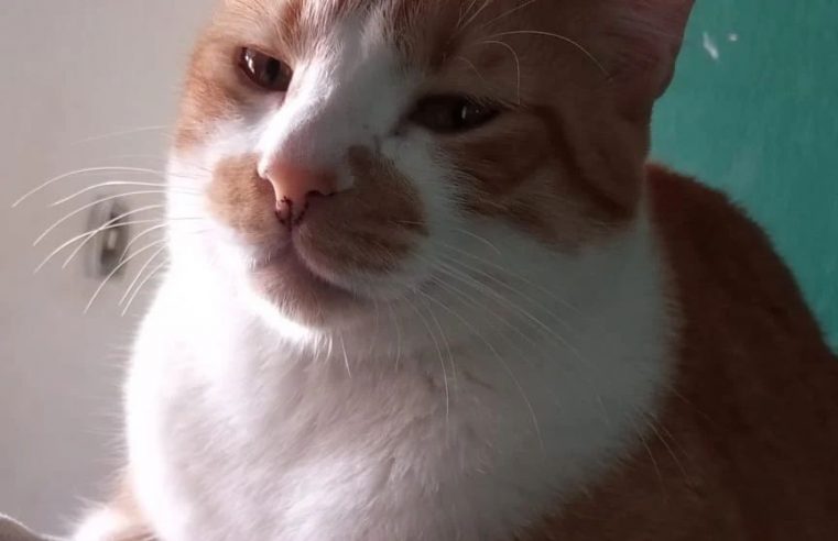 FAMÍLIA PROCURA POR FRED, GATINHO DESAPARECIDO NA REGIÃO DO BAETA NEVES