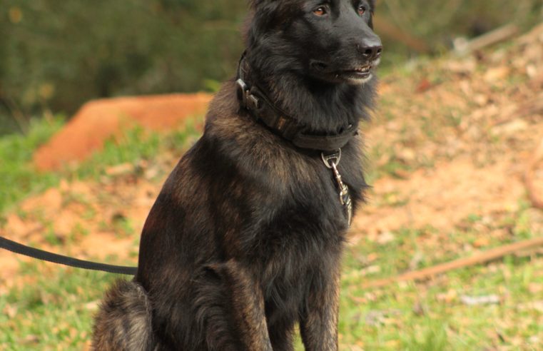 CÃO K9 APOLLO DA GCM DE RIO GRANDE DA SERRA CONQUISTA TÍTULO EM BUSCA DE DESAPARECIDOS