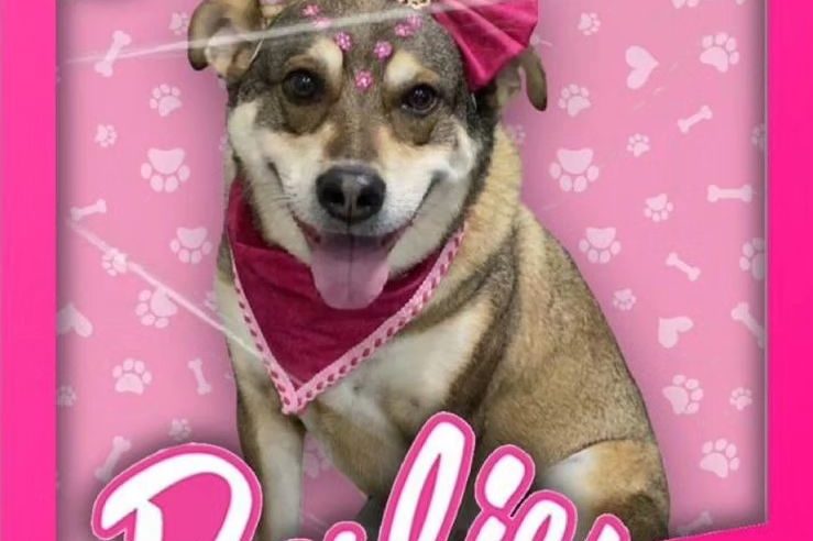 AMORA, A DOGUINHA ESTILO BARBIE, VIRALIZA APÓS VISITA AO PETS LY BOUTIQUE DE BAETA NEVES