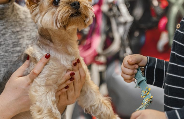 ALESP APROVA LEI QUE PROÍBE VENDA DE ANIMAIS EM PET SHOPS E SITES; AGUARDA SANÇÃO DO GOVERNADOR