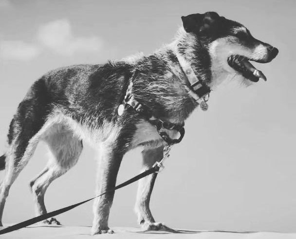 MORRE ESTOPINHA, PRIMEIRA “INFLUENCER PET” DO BRASIL; MEMORIAL SERÁ EM SÃO BERNARDO