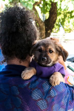 COOP SEDIA FEIRA DE ADOÇÃO ANIMAL