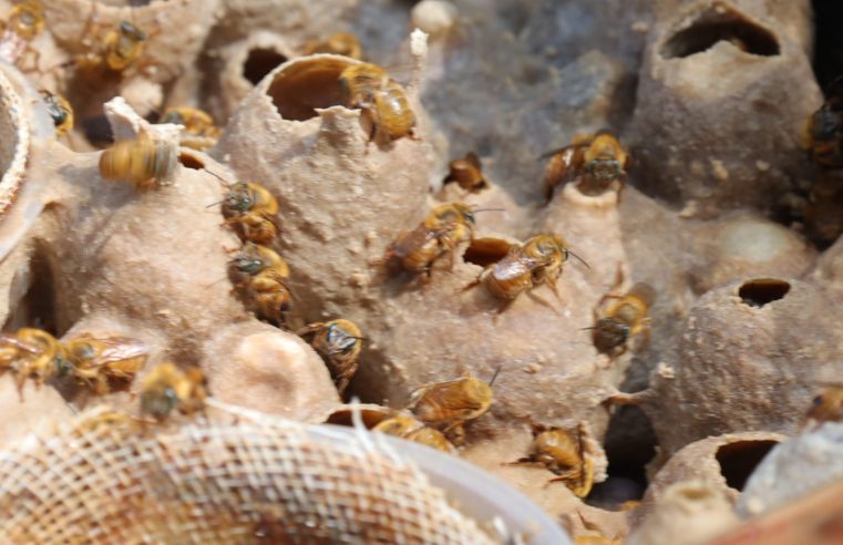 MAUÁ APRESENTA AO PÚBLICO O JARDIM DAS ABELHAS NO PARQUE ECOLÓGICO DO GUAPITUBA