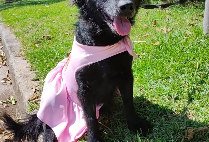 ADOÇÃO DE CÃES E GATOS ACONTECE NESTE DOMINGO NO SÃO BERNARDO PLAZA  