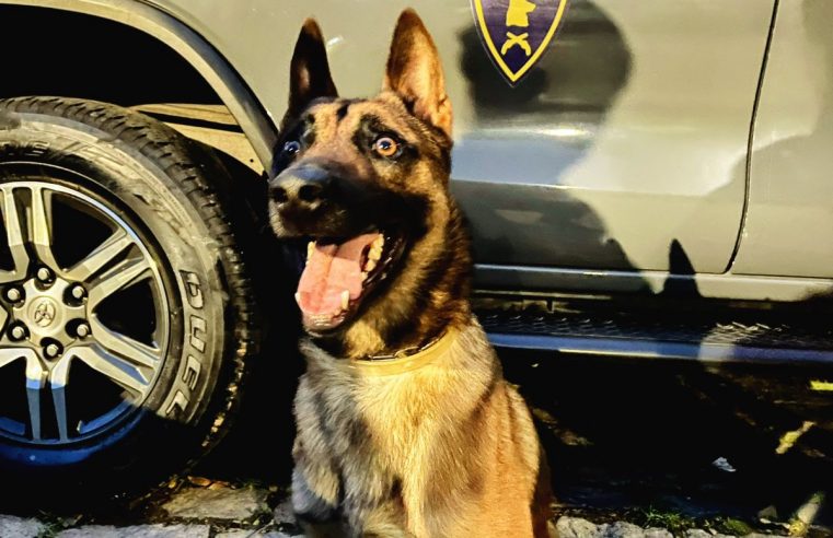 CÃO FAREJADOR AXEL AUXILIA EM GRANDE APREENSÃO DE DROGAS NA VILA FERREIRA APÓS PERSEGUIÇÃO