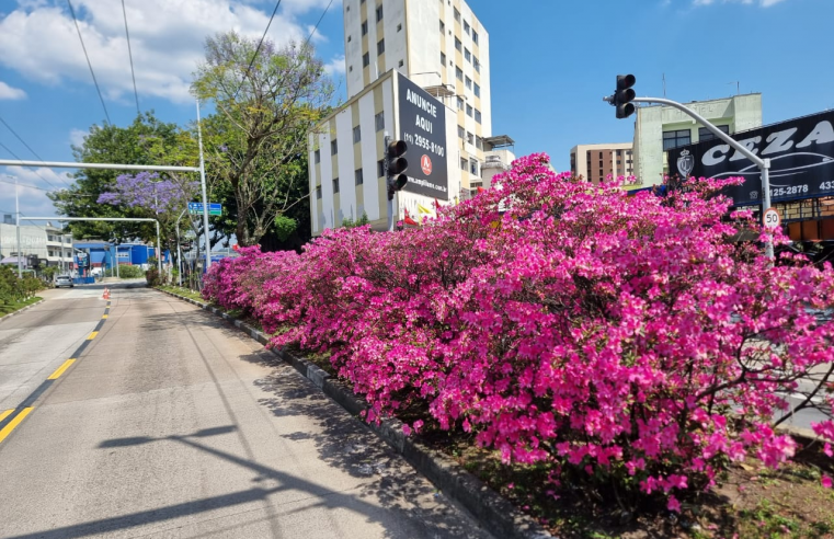 AZALEIAS FLORESCEM NO CORREDOR METROPOLITANO ABD COM A CHEGADA DA PRIMAVERA