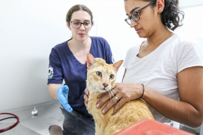 HOSPITAL VETERINÁRIO DE SÃO BERNARDO CHEGA AO CENTÉSIMO ATENDIMENTO AMBULATORIAL