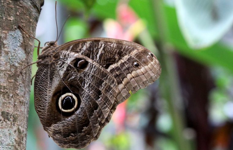 BORBOLETÁRIO DE DIADEMA ABRE AS PORTAS PARA COMEMORAR 18º ANIVERSÁRIO