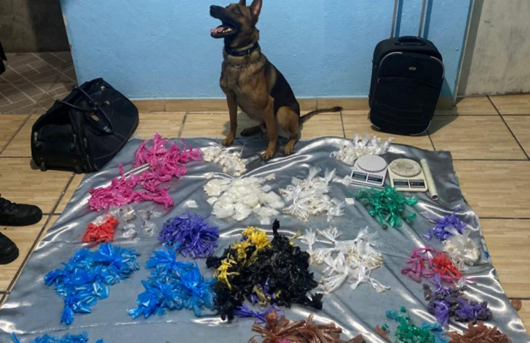 CÃO FAREJADOR AXEL AUXILIA NA APREENSÃO DE 1,8 MIL PORÇÕES DE DROGAS EM DIADEMA