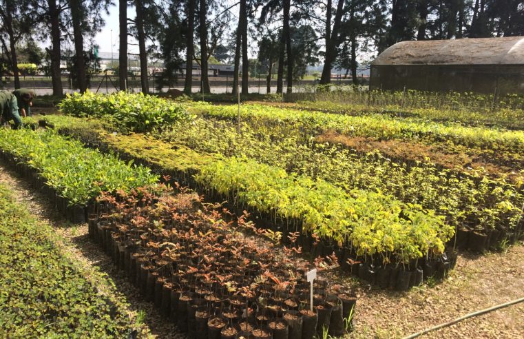 VIVEIRO DE MUDAS DA ECORODOVIAS COMPLETA 15 ANOS NESTA QUARTA-FEIRA (4)