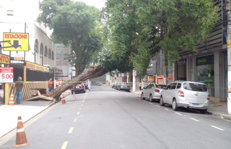 QUEDA DE ÁRVORE PROVOCA FALTA DE LUZ NO CENTRO DE SÃO BERNARDO; VIA INTERDITADA