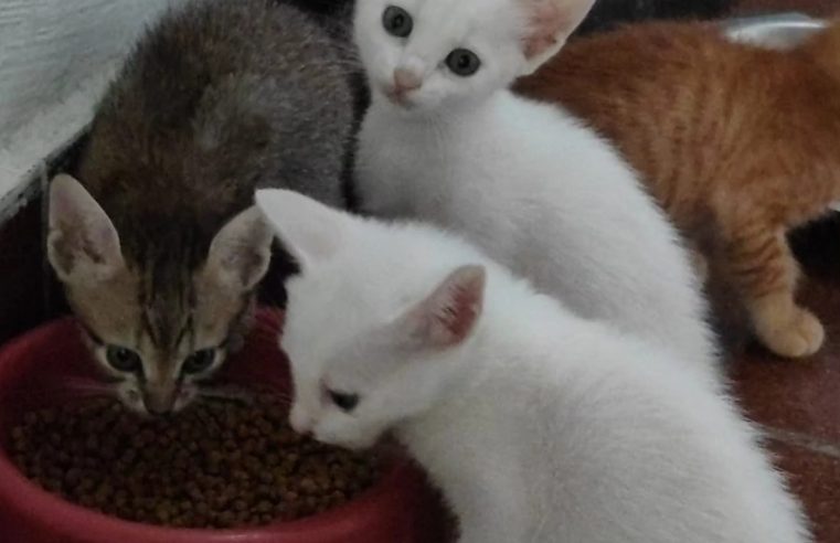 FEIRA DE ADOÇÃO DE ANIMAIS NO SÁBADO, DIA 2, EM SÃO BERNARDO DO CAMPO