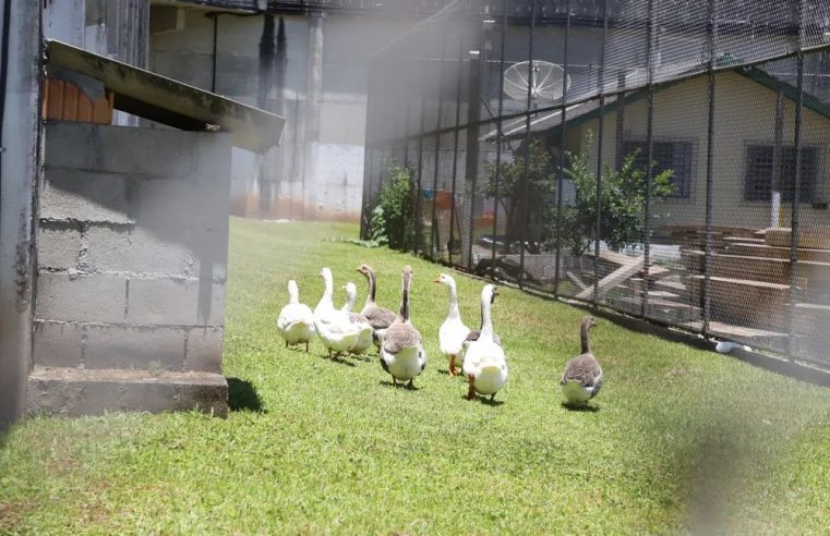 EM SANTA CATARINA, GANSOS VIGIAM DETENTOS EM PRESÍDIO DE SEGURANÇA MÁXIMA