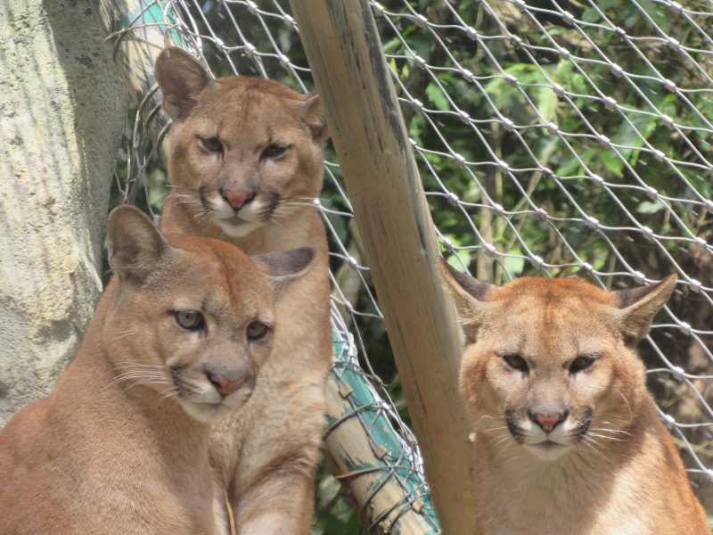 ANIMÁLIA PARK, EM COTIA, AMPLIA O ATENDIMENTO DURANTE AS FÉRIAS