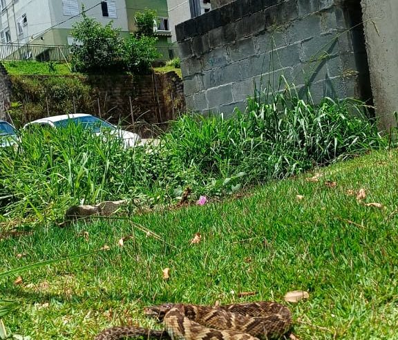 JARARACA ASSUSTA MORADORES DO JARDIM SILVINA EM SÃO BERNARDO