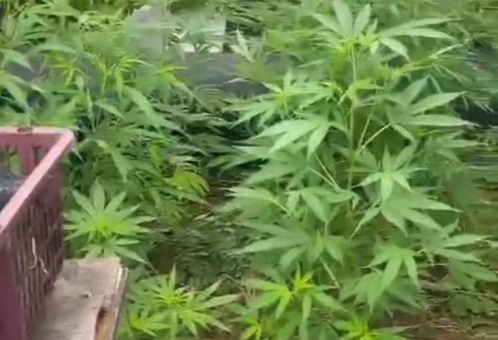 PLANTAÇÃO DE MACONHA É APREENDIDA PELA GCM EM TERRENO NA AVENIDA LUCAS NOGUEIRA GARCEZ