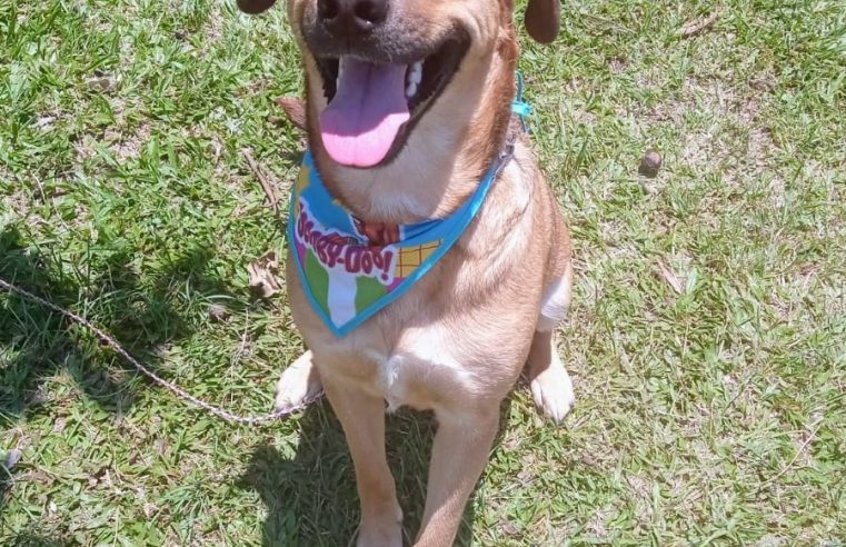 EVENTO DE ADOÇÃO DE CÃES E GATOS ACONTECE NO ÚLTIMO DOMINGO DE FEVEREIRO NO SÃO BERNARDO PLAZA SHOPPING