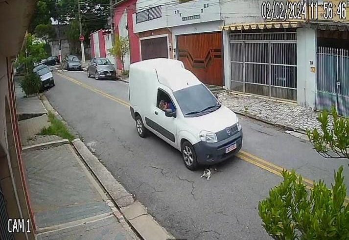 GATO ATROPELADO NO RUDGE RAMOS VIRA CASO DE POLÍCIA; DELEGADO BRUNO LIMA DIVULGA VÍDEO