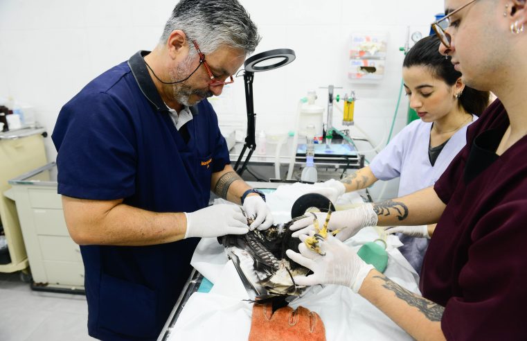 REFORMA MODERNIZA CLÍNICA VETERINÁRIA DO ZOOLÓGICO MUNICIPAL DE SÃO BERNARDO