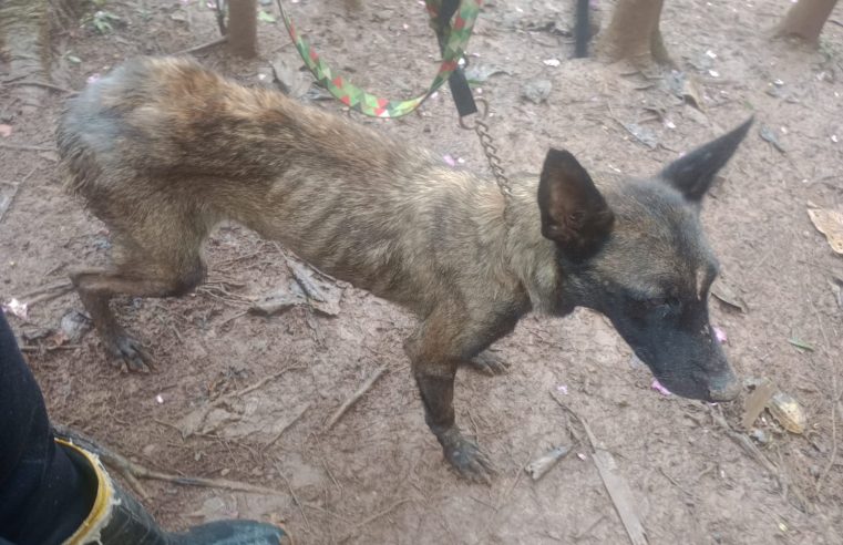 PM AMBIENTAL APLICA MULTA DE R$ 6.000 A MORADOR DE SANTO ANDRÉ POR MAUS TRATOS A CADELA QUE VEIO A ÓBITO