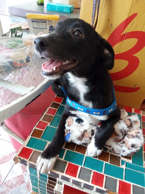 FEIRA DE ADOÇÃO DE ANIMAIS ACONTECE NO SÁBADO 06/04