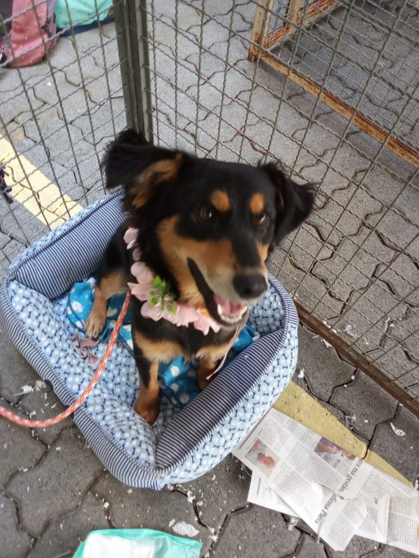 FEIRA DE ADOÇÃO DE ANIMAIS ACONTECE NO SÁBADO 06/04