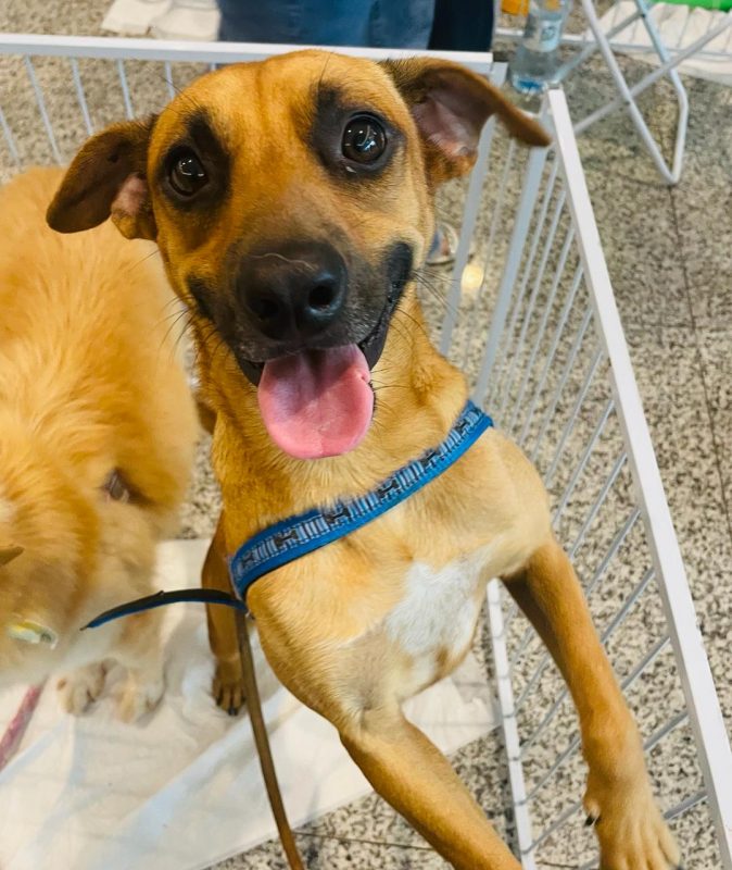 FEIRA DE ADOÇÃO DE ANIMAIS ACONTECE NO SÁBADO 06/04
