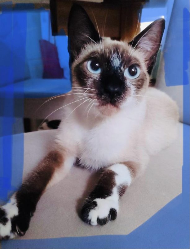 FEIRA DE ADOÇÃO DE ANIMAIS ACONTECE NO SÁBADO 06/04