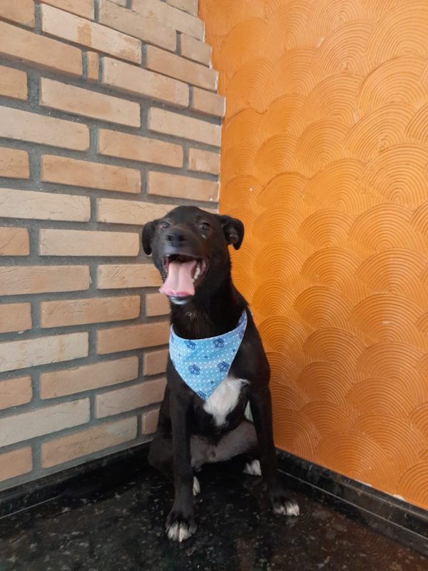 FEIRA DE ADOÇÃO DE ANIMAIS ACONTECE NO SÁBADO 06/04