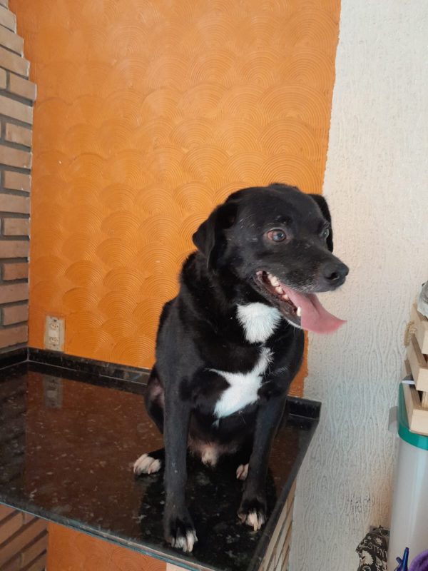 FEIRA DE ADOÇÃO DE ANIMAIS ACONTECE NO SÁBADO 06/04