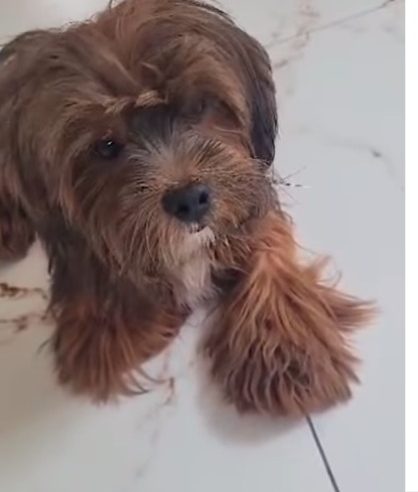 MORADORES DO JARDIM SILVINA PROCURAM DONO DE CACHORRO PERDIDO DA RAÇA LHASA APSO