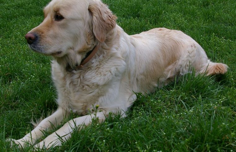 ENCONTRO DE GOLDEN RETRIEVERS ACONTECE EM SANTO ANDRÉ