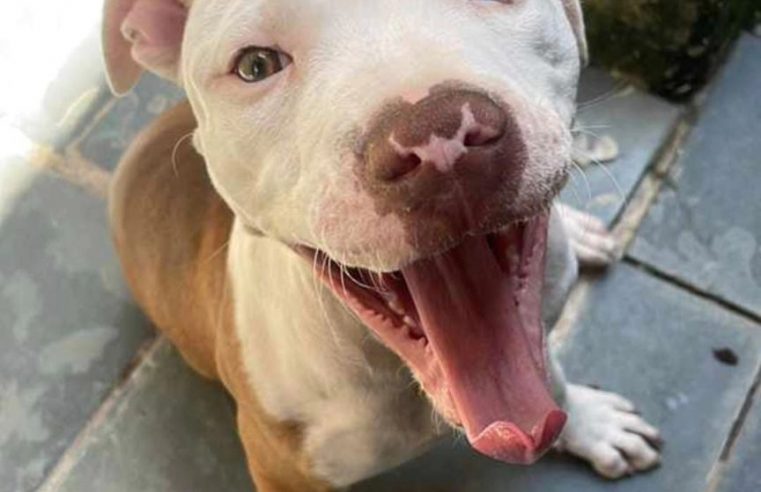 FAMÍLIA PROCURA PIT BULL PERDIDA NO PARQUE DOS QUÍMICOS