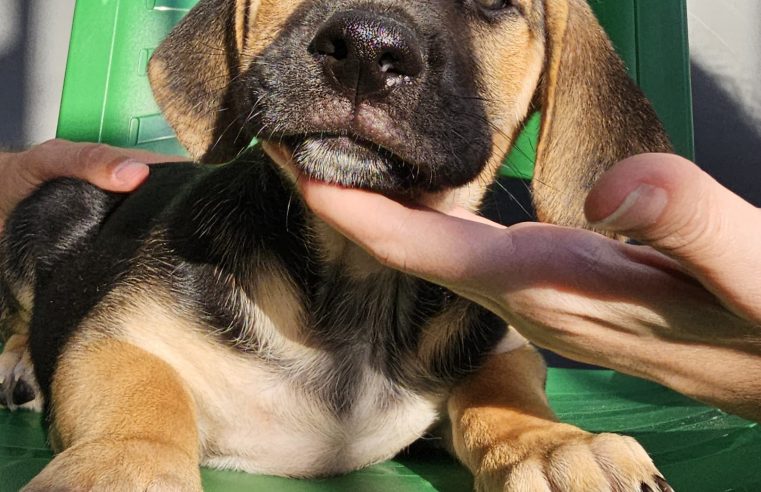 EVENTO DE ADOÇÃO DE CÃES E GATOS ACONTECE NO SÃO BERNARDO PLAZA