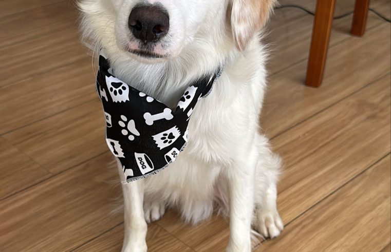 CACHORRO ENCONTRADO NO NOVO PETRÓPOLIS PROCURA POR DONO OU NOVO LAR