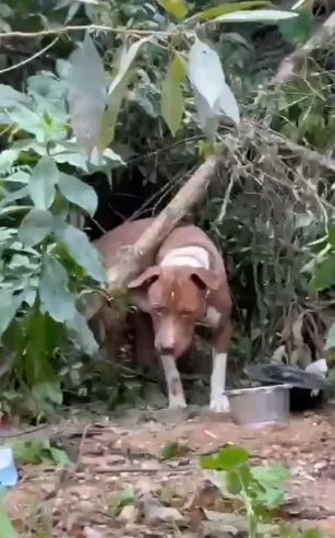 CACHORRO PITBULL É ABANDONADO EM MATAGAL NA ESTRADA DO MONTANHÃO