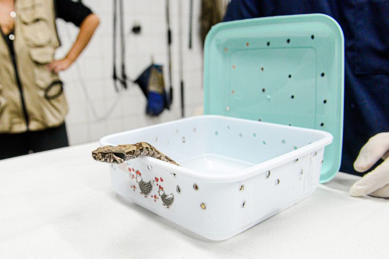 SÃO BERNARDO LANÇA FERRAMENTA PARA MAPA COLABORATIVO DE ANIMAIS SILVESTRES