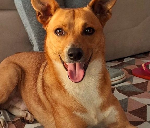 CACHORRO ENCONTRADO NO NOVA PETRÓPOLIS: PROCURA-SE O DONO