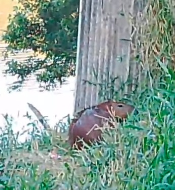 FILHOTE DE CAPIVARA VISITA QUINTAL DE MORADOR NO PARQUE IMIGRANTES