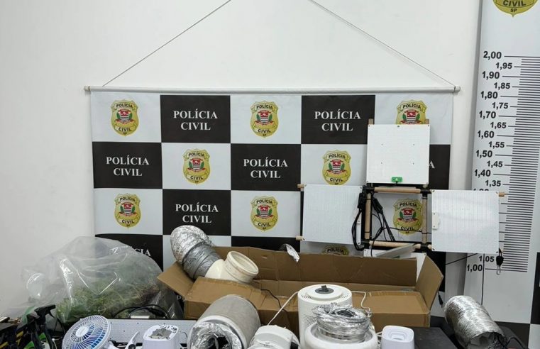 HOMEM É PRESO NO MONTANHÃO POR CULTIVO DE MACONHA EM ADEGA